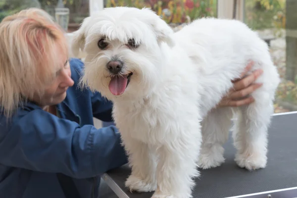 Merawat anjing Maltese putih berdiri di atas meja — Stok Foto