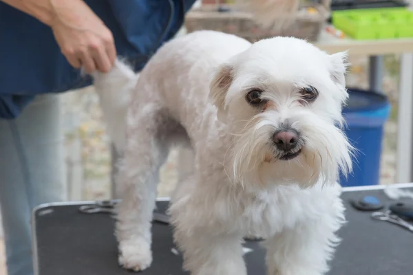 Curare lo sfondo del cane maltese bianco — Foto Stock
