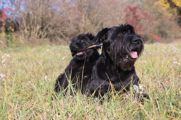 Casal de cachorrinho bonito e cachorro velho de Schnauzer preto gigante — Fotografia de Stock