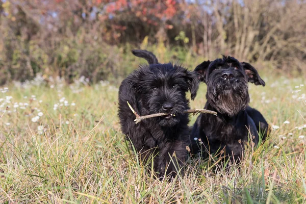 Os cães Schnauzer Preto gigante — Fotografia de Stock