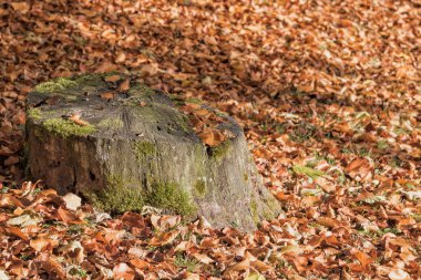 yosunlu ağaç kütüğü 