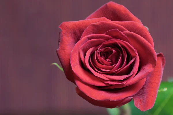 Fleur de rose rouge — Photo