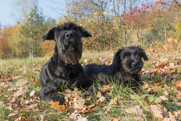 Pair of the Giant Black Schnauzer dog — Stock Photo, Image