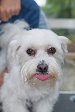 Malta köpek bir ahududu esiyor