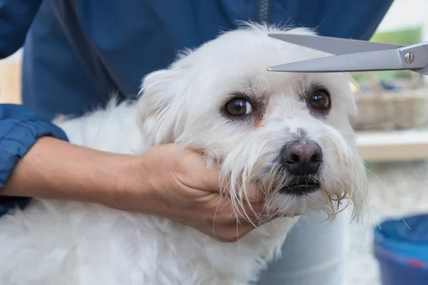 修剪马尔济斯犬 — 图库照片