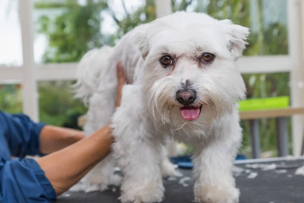 Mooie Maltese hond wordt bijgesneden — Stockfoto