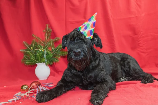 Merry Christmas by Giant Black Schnauzer Dog — Stock Photo, Image