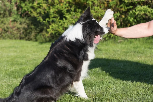 High five with the Border collie — Stock Photo, Image