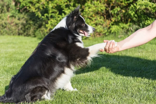 De Border collie geeft paw — Stockfoto