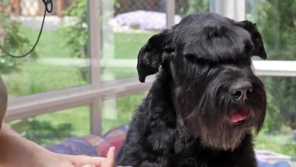 Обрізка бахроми собаки — стокове відео