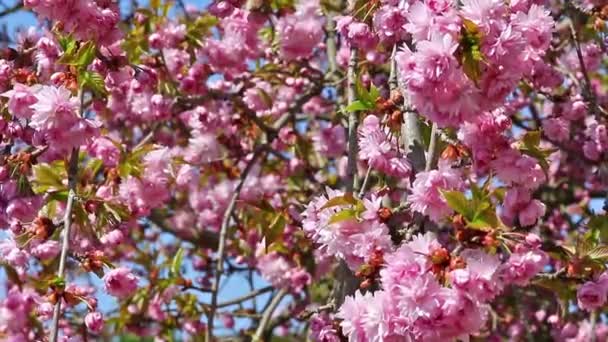 Virágzó sakura fát — Stock videók