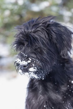 Schnauzer köpek kış portresi