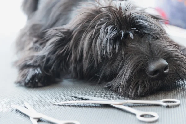Cachorro cão Schnauzer deitado na mesa de preparação — Fotografia de Stock