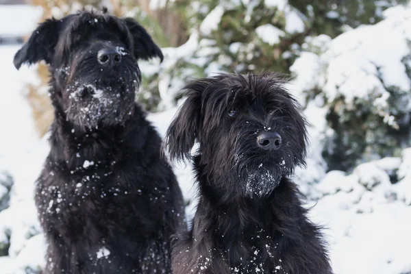 一双冬天雪纳瑞狗的肖像 — 图库照片