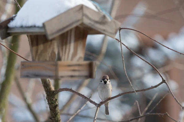 El pájaro gorrión euroasiático — Foto de Stock