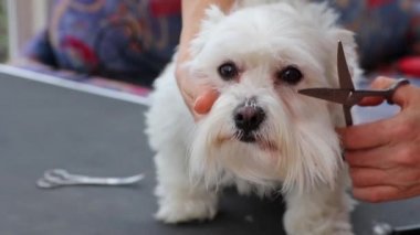 Fringe beyaz Malta köpek damat