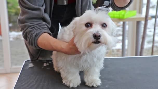 Aseo de la parte posterior de un perro por afeitadora eléctrica — Vídeos de Stock