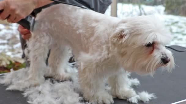 Yawning dog during grooming — Stock Video