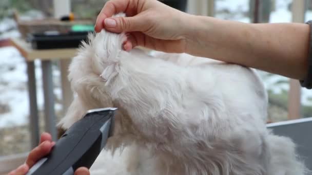 Toilettage des oreilles du chien blanc à l'aide d'un rasoir électrique — Video