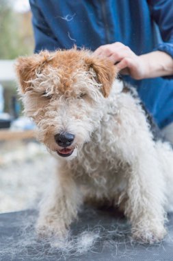 Tilki korkunç kırpma başlangıcı. Dikey olarak.