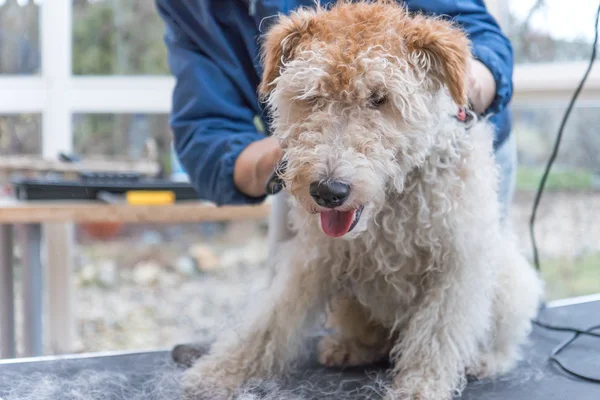 A aparar o Fox Terrier. Horizontalmente . — Fotografia de Stock