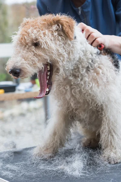 Fox Terrier with open mouth while trimming — Stock Photo, Image