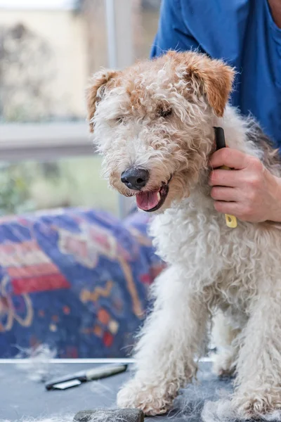 Trimming the fur on Fox Terrier`s neck — Stock Photo, Image