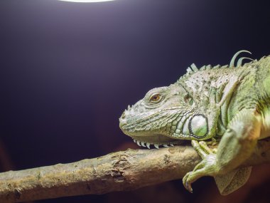 Close-up of a green iguana resting clipart