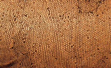 Yakın çekim Yeşil İguana dinlenme