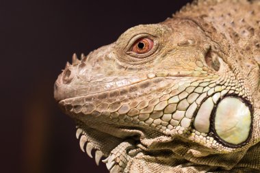 Yakın çekim Yeşil İguana dinlenme
