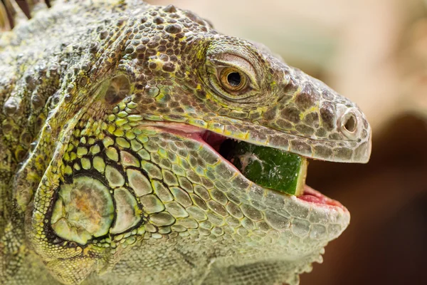 Close-up of a green iguana resting — Stock Photo, Image