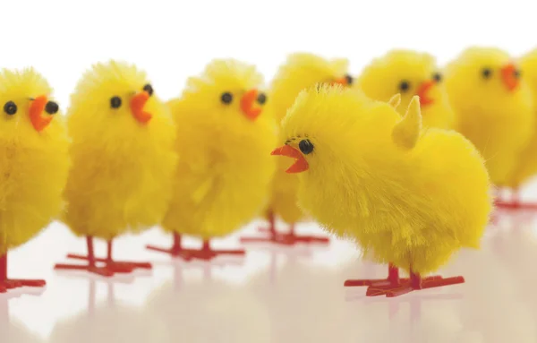 Abundancia de pollitos de Pascua, enfoque selectivo —  Fotos de Stock