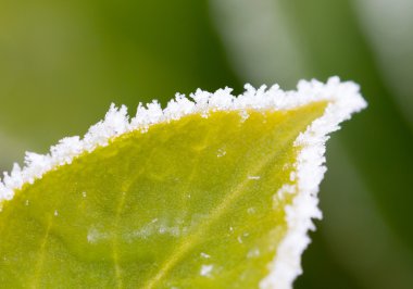 buz ile yaprak yeşil