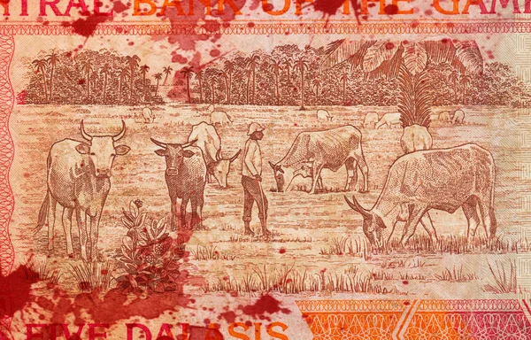 5 Dalasi gambiano billete de banco, sangriento — Foto de Stock