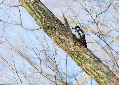 Ağaçtaki ağaçkakan