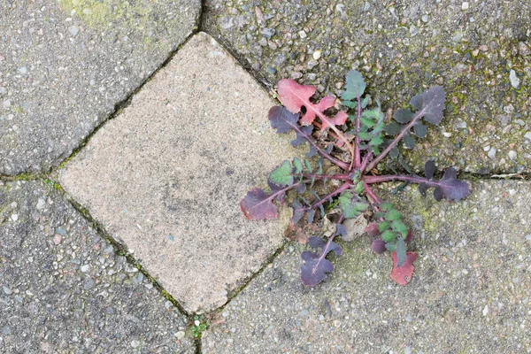 Weed growing in the cracks between patio stones — Stock Photo, Image