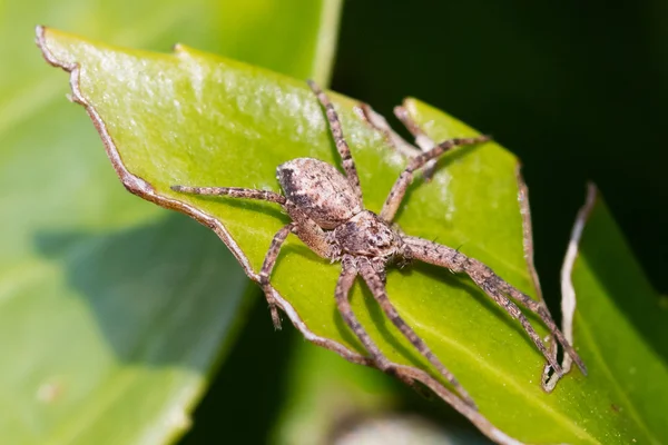 Spider on a green leaf — Stock Photo, Image