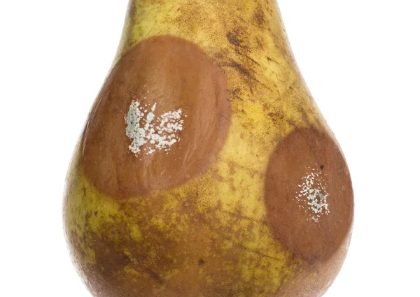 Close up of a pear with white area of fungus growing on it — Stock Photo, Image