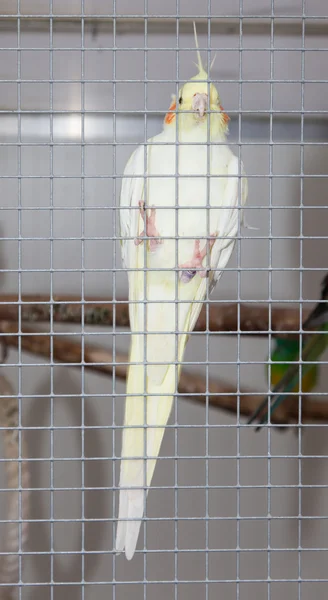 White bird in a cage — Stock Photo, Image