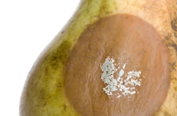 Primer plano de una pera con área blanca de hongo creciendo en ella, sele — Foto de Stock