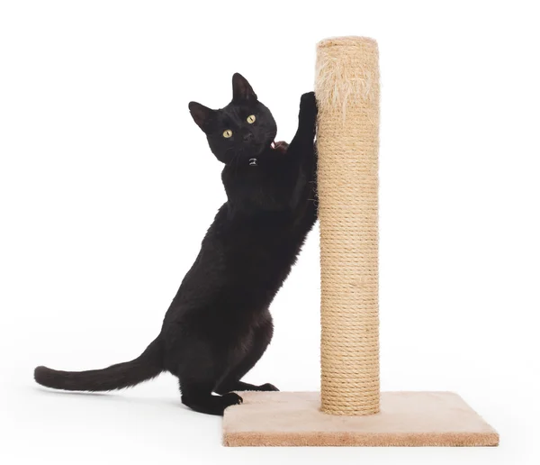 Black cat with a scratching post — Stock Photo, Image