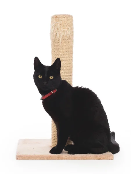 黑猫与猫抓柱 — 图库照片