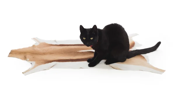 Black Cat zittend op springbok dierlijke bont — Stockfoto