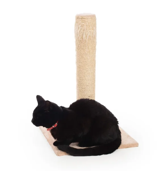 Zwarte kat met een krassende post — Stockfoto