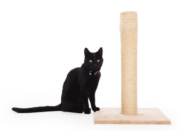 Zwarte kat met een krassende post — Stockfoto