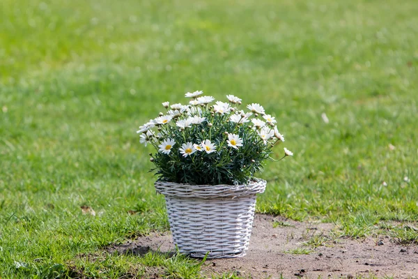 Bouquet of daisy flowers in a basket — Stock Photo, Image