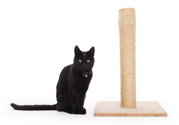 黑猫与猫抓柱 — 图库照片
