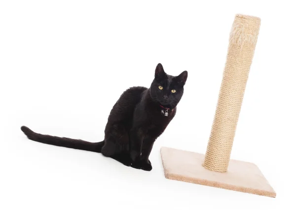 Chat noir avec un poteau à gratter — Photo