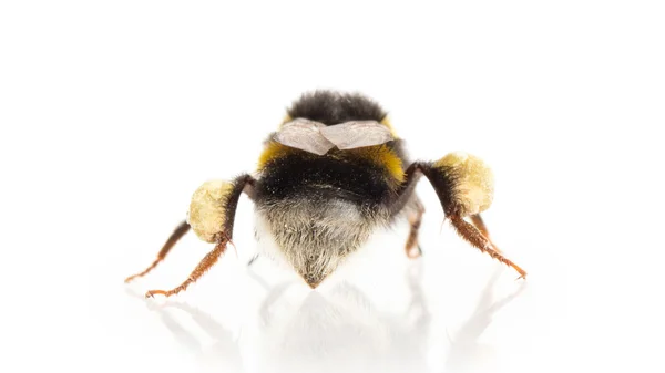 Včela, izolovaných na bílém — Stock fotografie