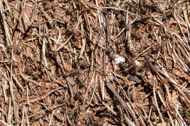 Kırmızı karınca (ateş karıncası) tepesi